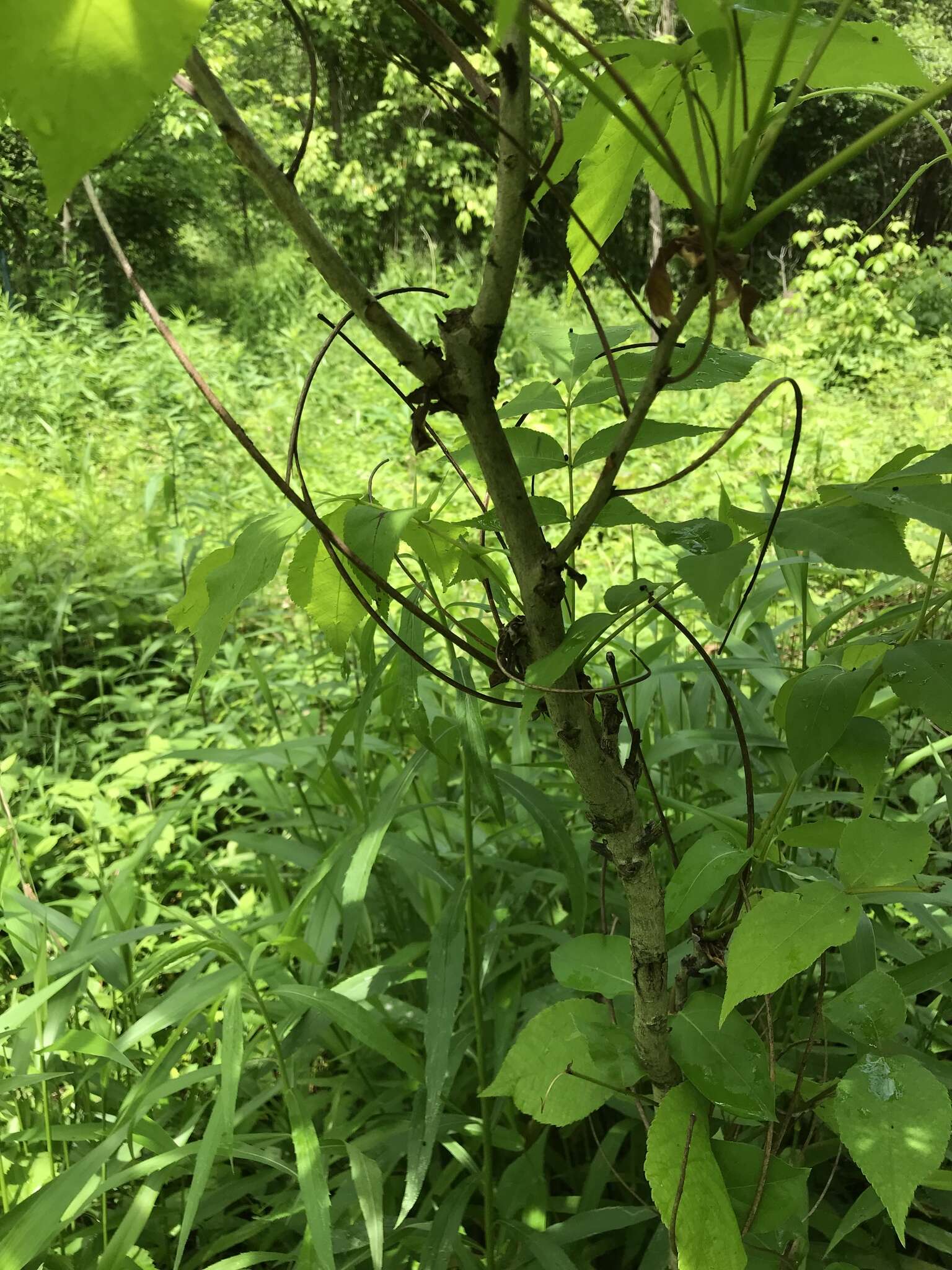 Image of shellbark hickory