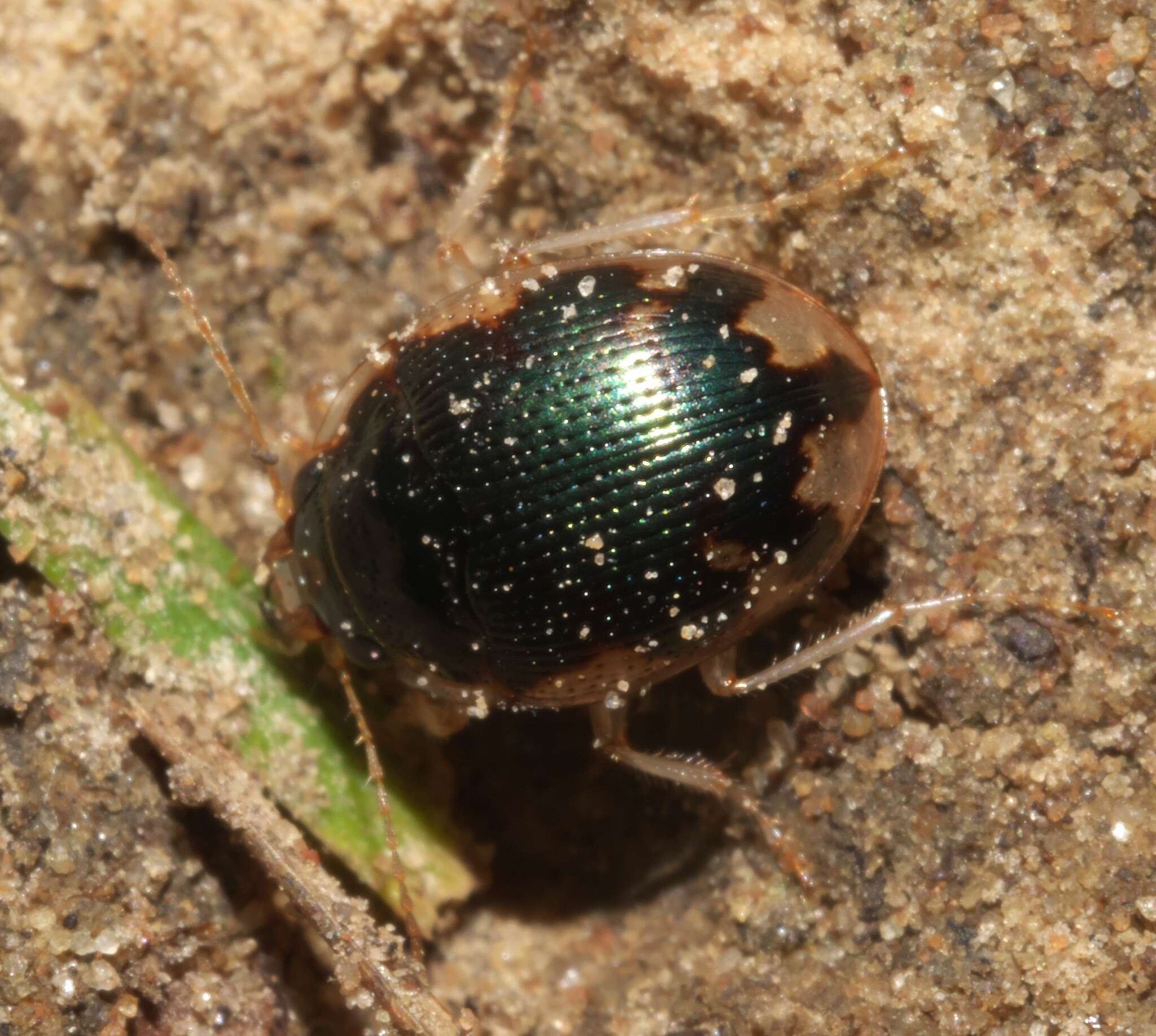 Image of Shiny Round Sand Beetle