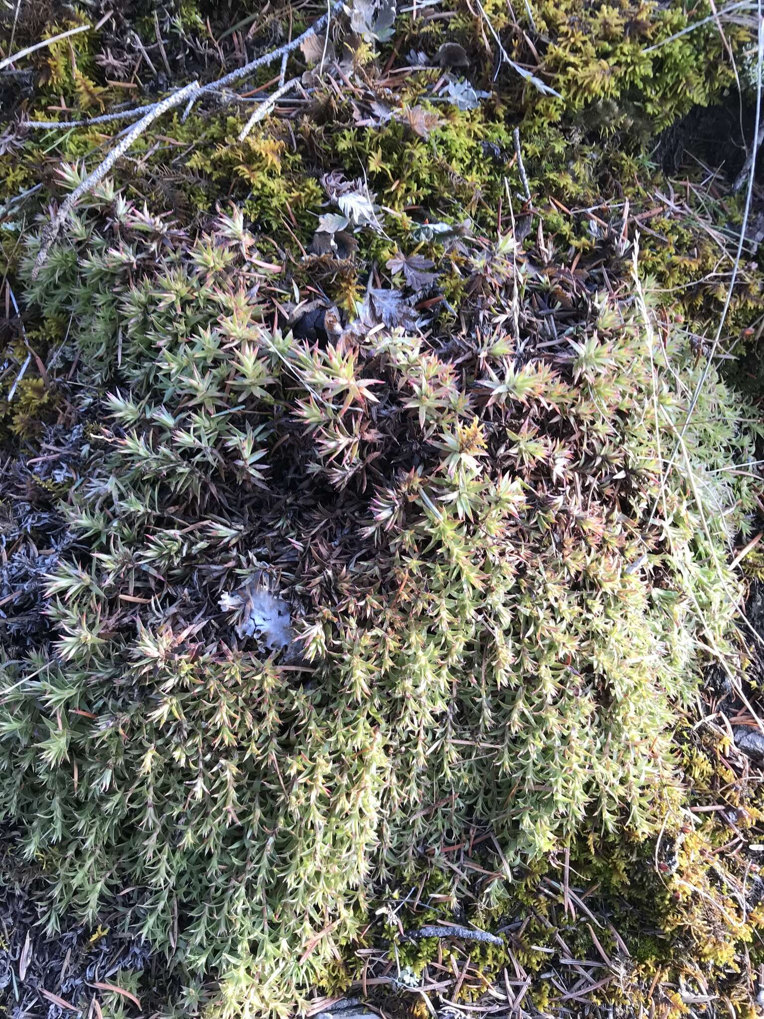 Image of Matted Saxifrage