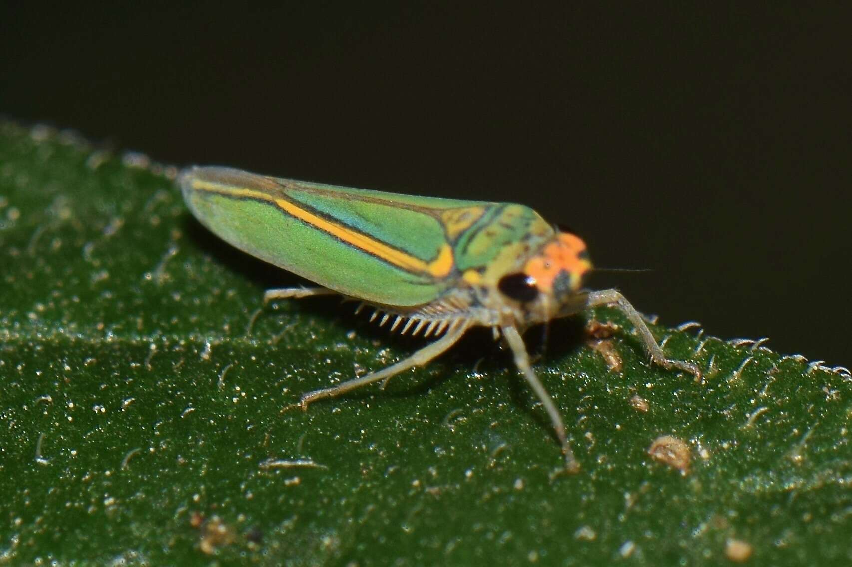 Image of Graphocephala aurolineata (Fowler 1900)