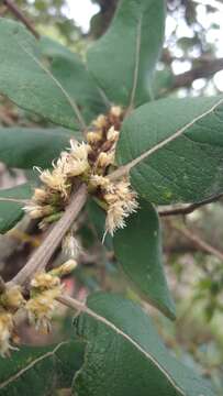 صورة Piptocarpha rotundifolia (Less.) Baker