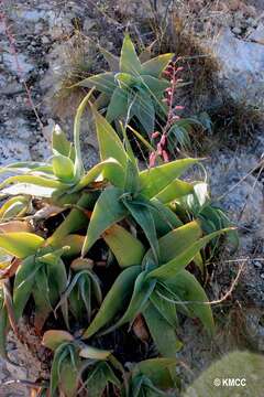 Image of Aloe viguieri H. Perrier