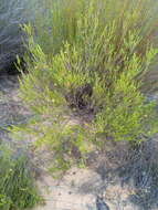 Image of Diosma acmaeophylla Eckl. & Zeyh.