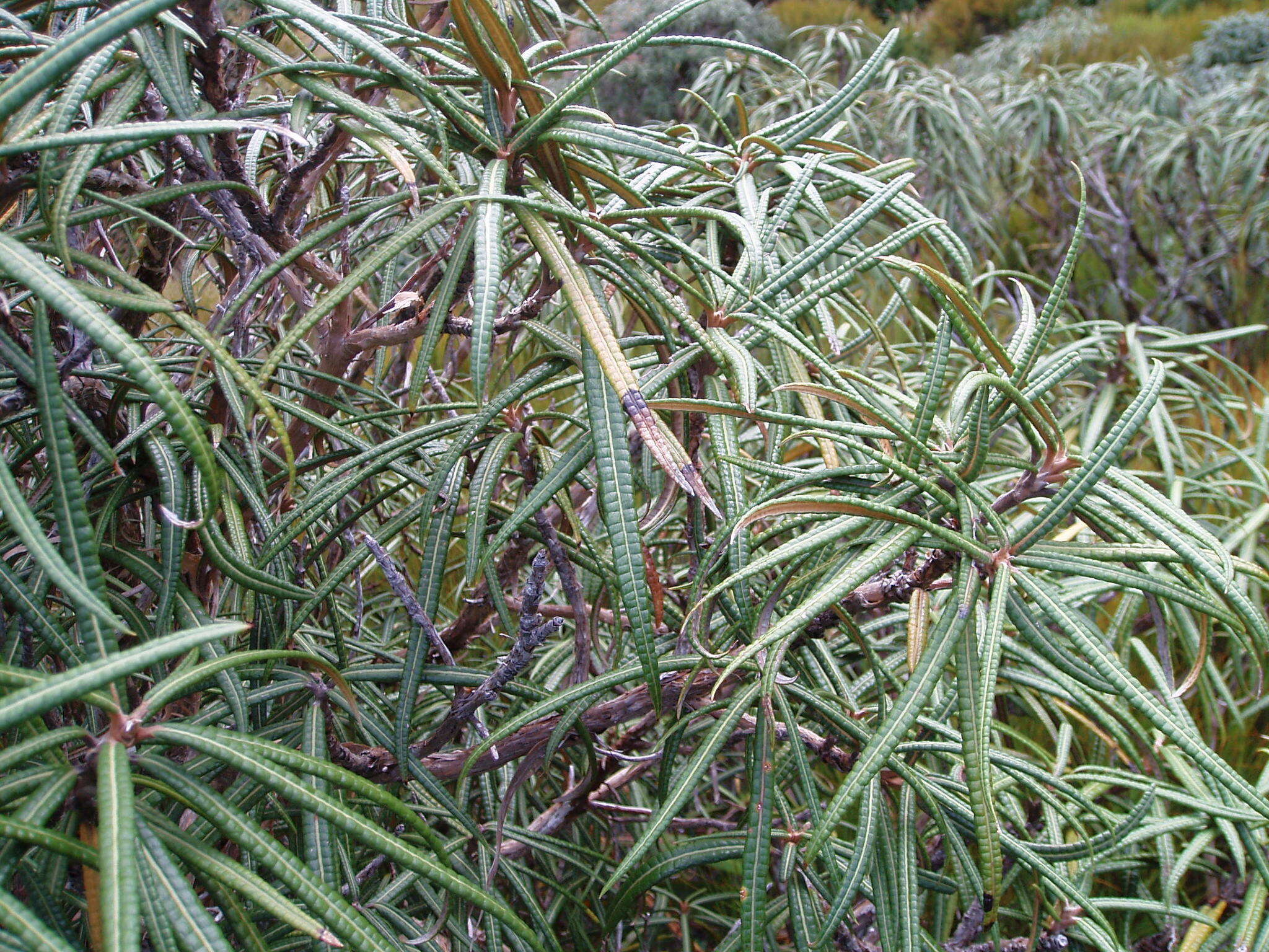 Слика од Olearia lacunosa Hook. fil.