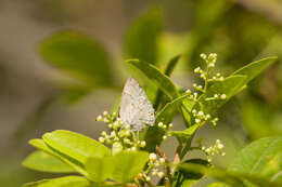 Слика од Tmolus echion (Linnaeus 1767)