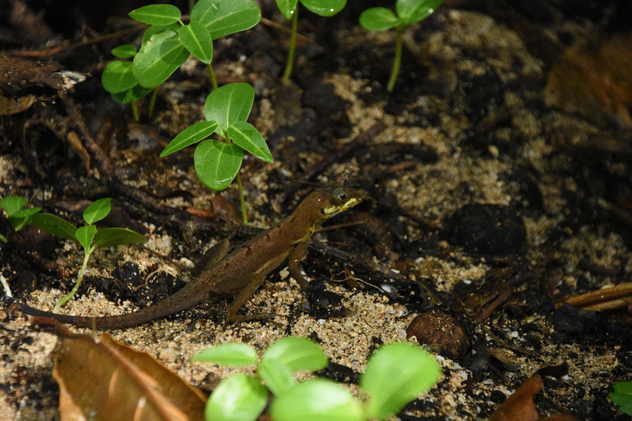 Image of Grenada tree anole