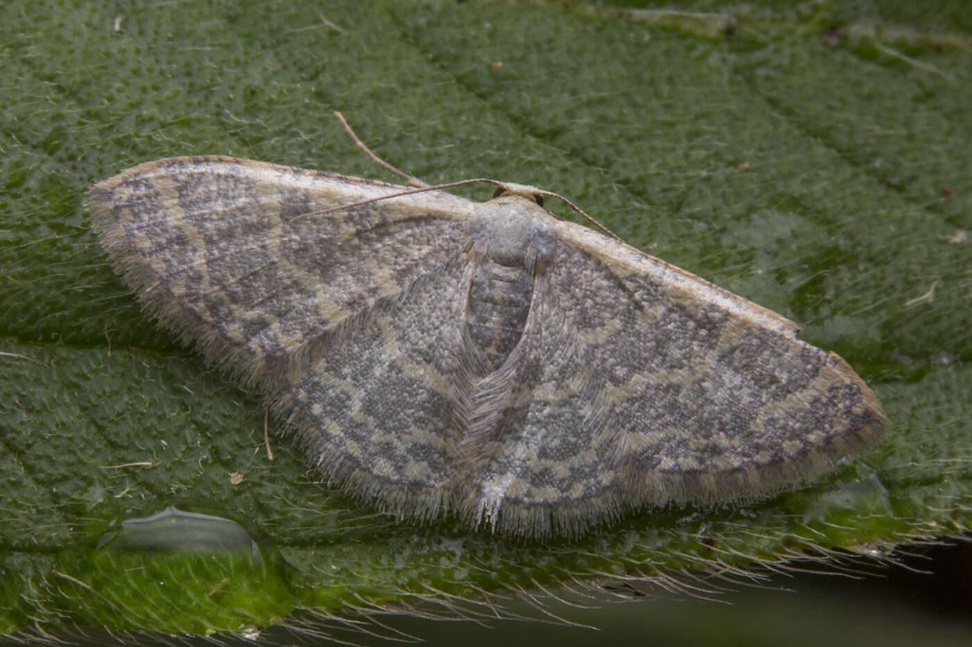 صورة Idaea costiguttata Warren 1896