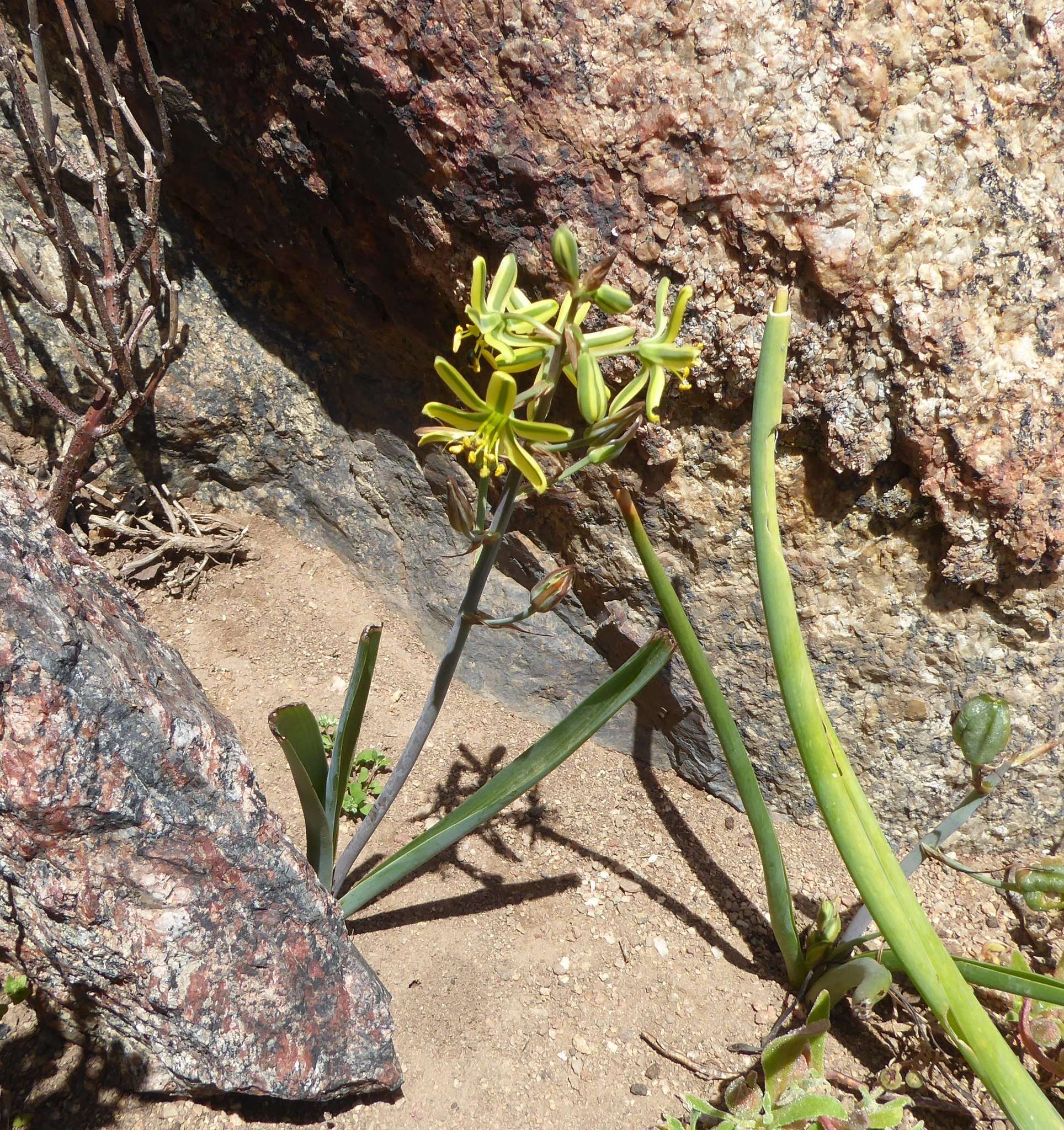 Imagem de Albuca sabulosa (U. Müll.-Doblies & D. Müll.-Doblies) J. C. Manning & Goldblatt