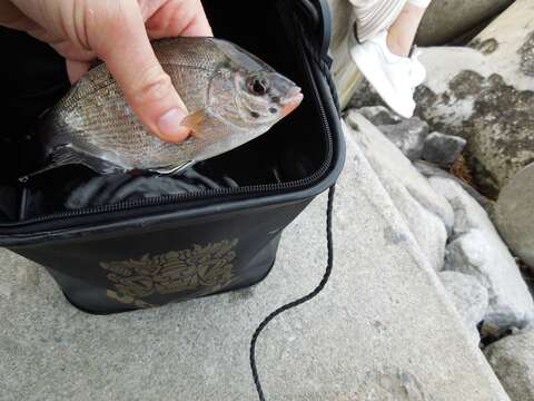 Image of Temminck's surfperch