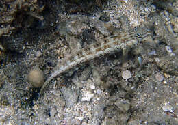 Image of Nosestripe grubfish