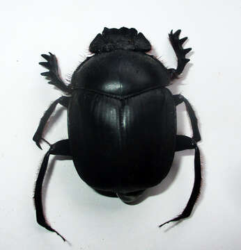 صورة Escarabaeus