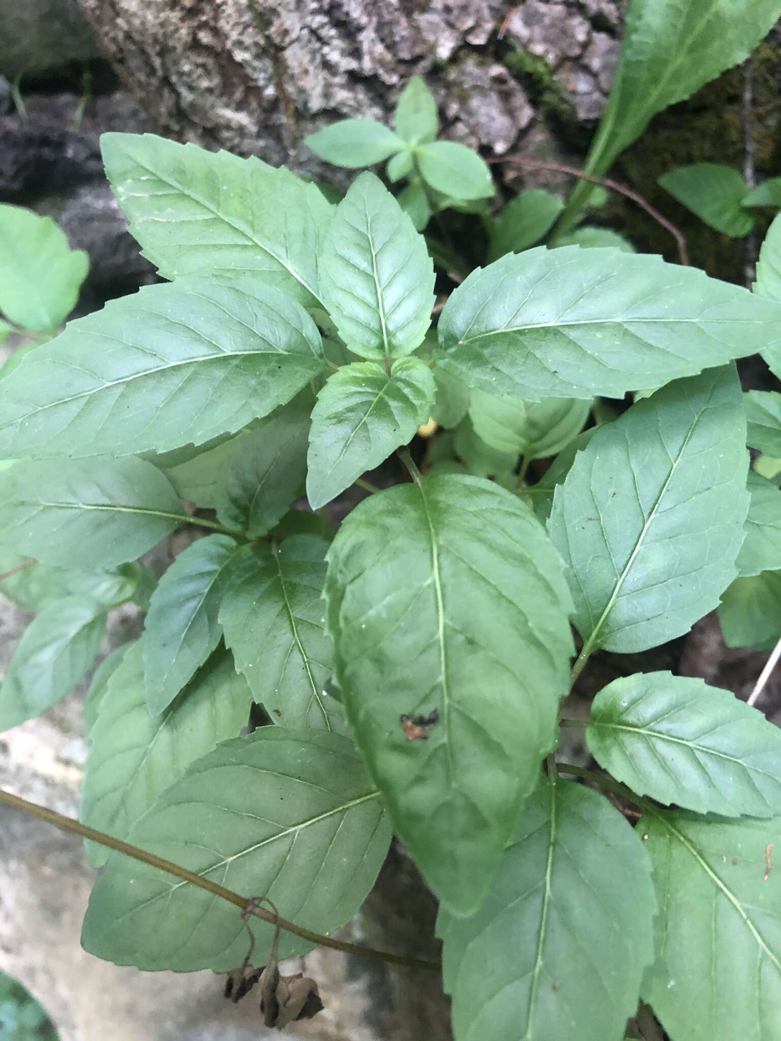 Image of Cumberland pagoda-plant