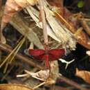 Imagem de Neurothemis papuensis Lieftinck 1942