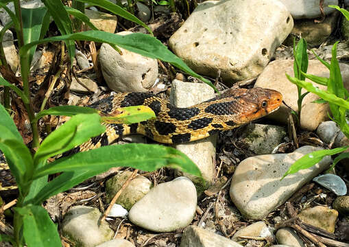 Image of Eastern Fox Snake