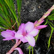 Image of Watsonia fourcadei J. W. Mathews & L. Bolus