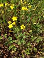 Image of bristly linanthus