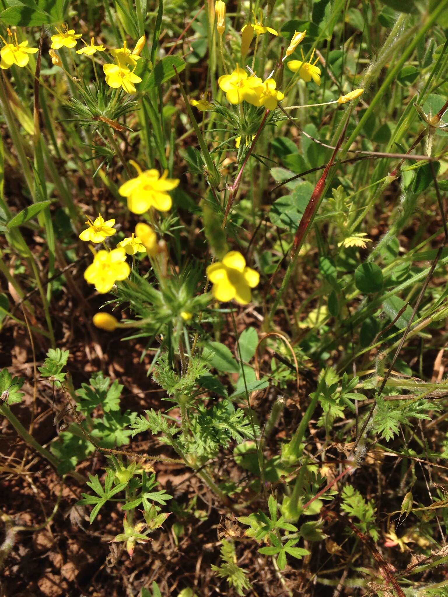 Image of bristly linanthus