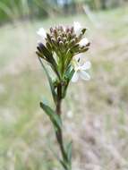 Image of Boivin's Rockcress