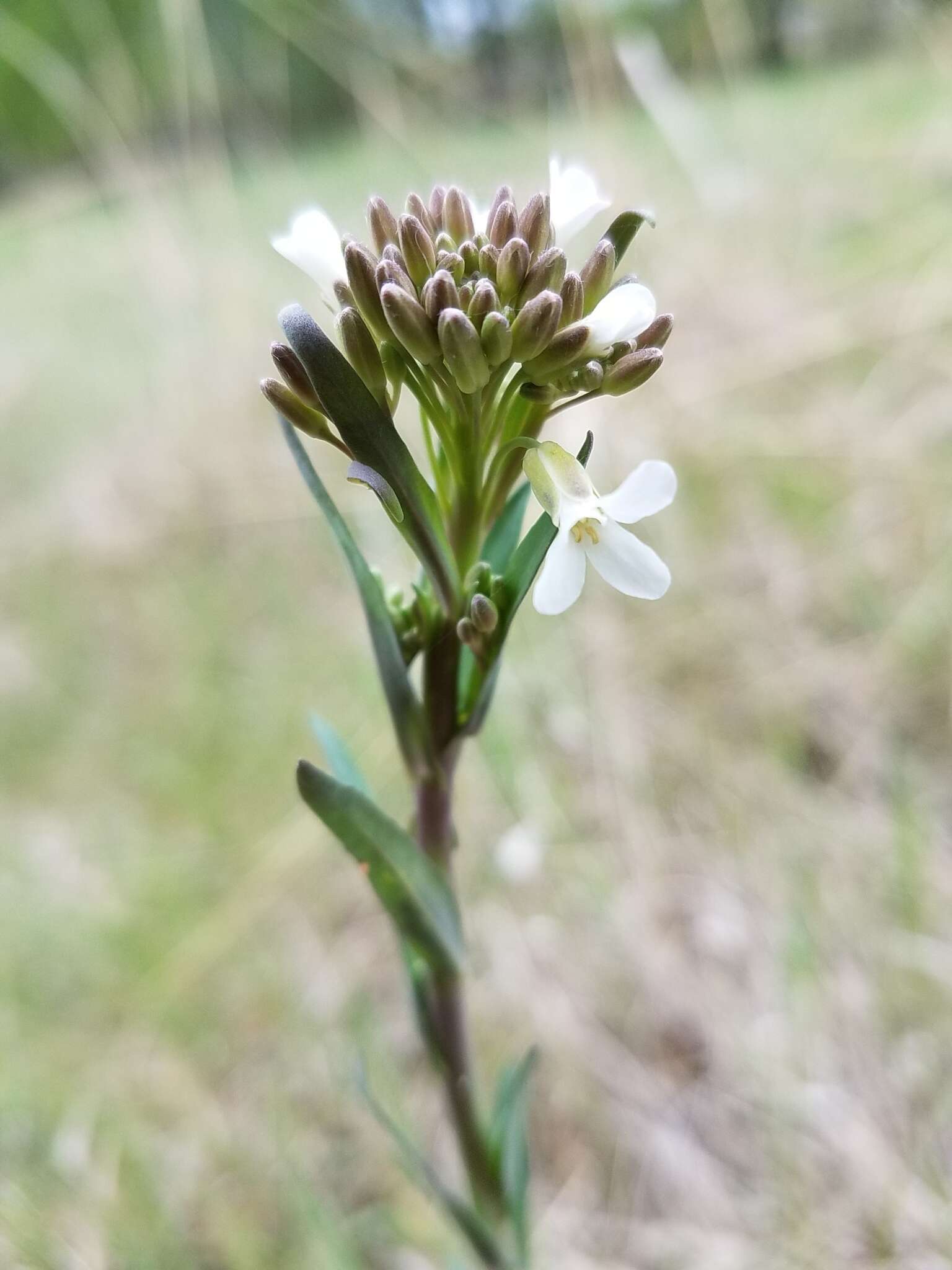 Image of Boivin's Rockcress