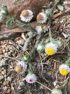 Image de Helichrysum argyrosphaerum DC.