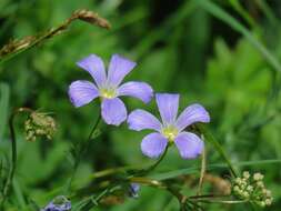 Imagem de Linum alpinum subsp. julicum (Hayek) Hegi