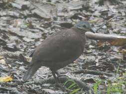 Image of Chiriqui Quail-Dove