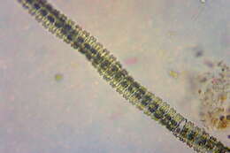 Imagem de Desmidium swartzii