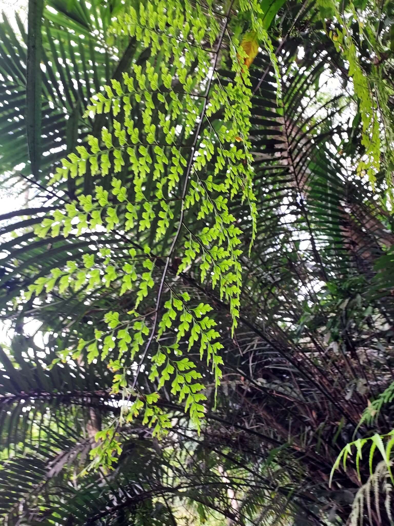 Asplenium neolaserpitifolium Tard. & Ching resmi