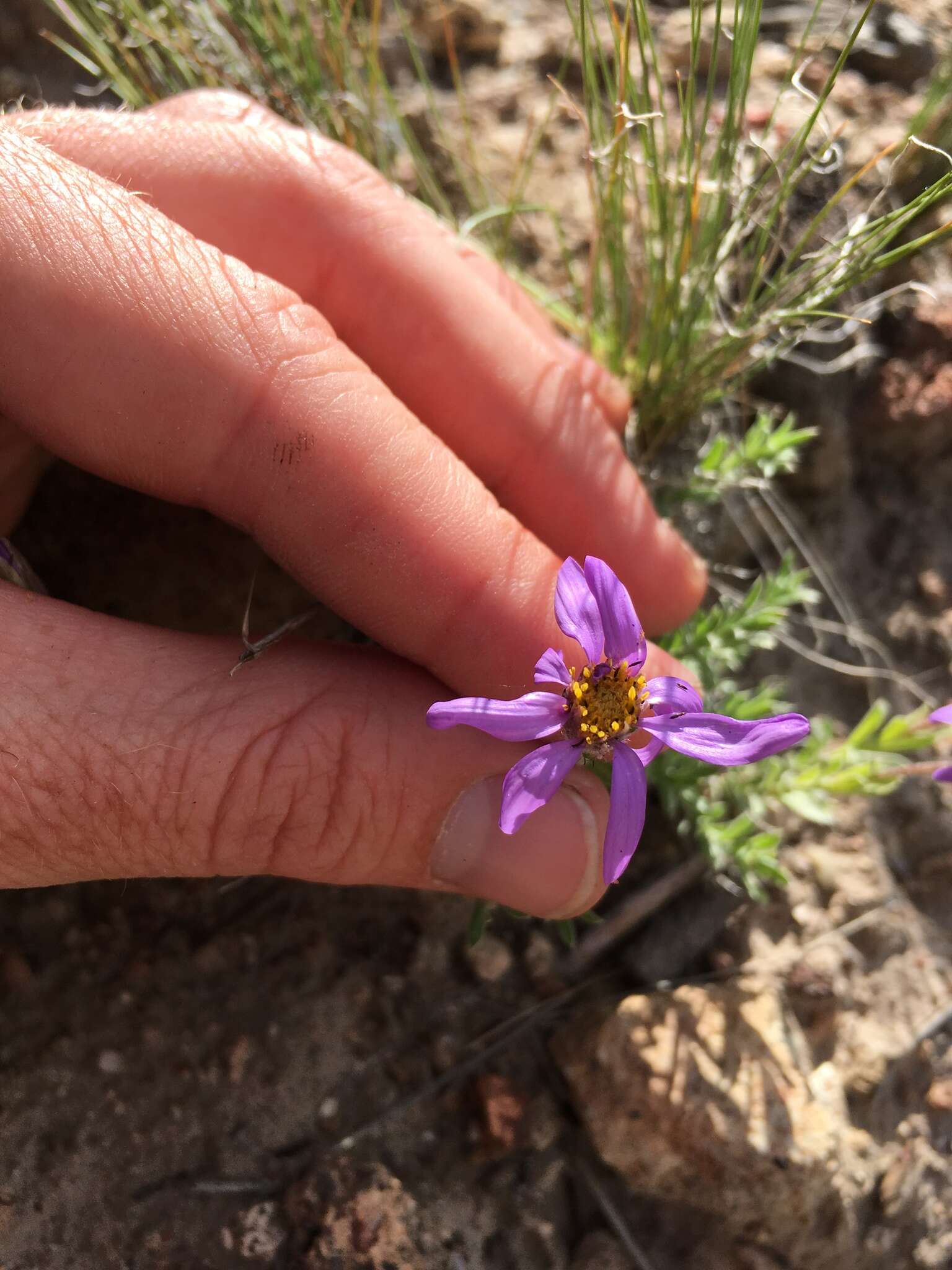 Imagem de Ionactis alpina (Nutt.) Greene