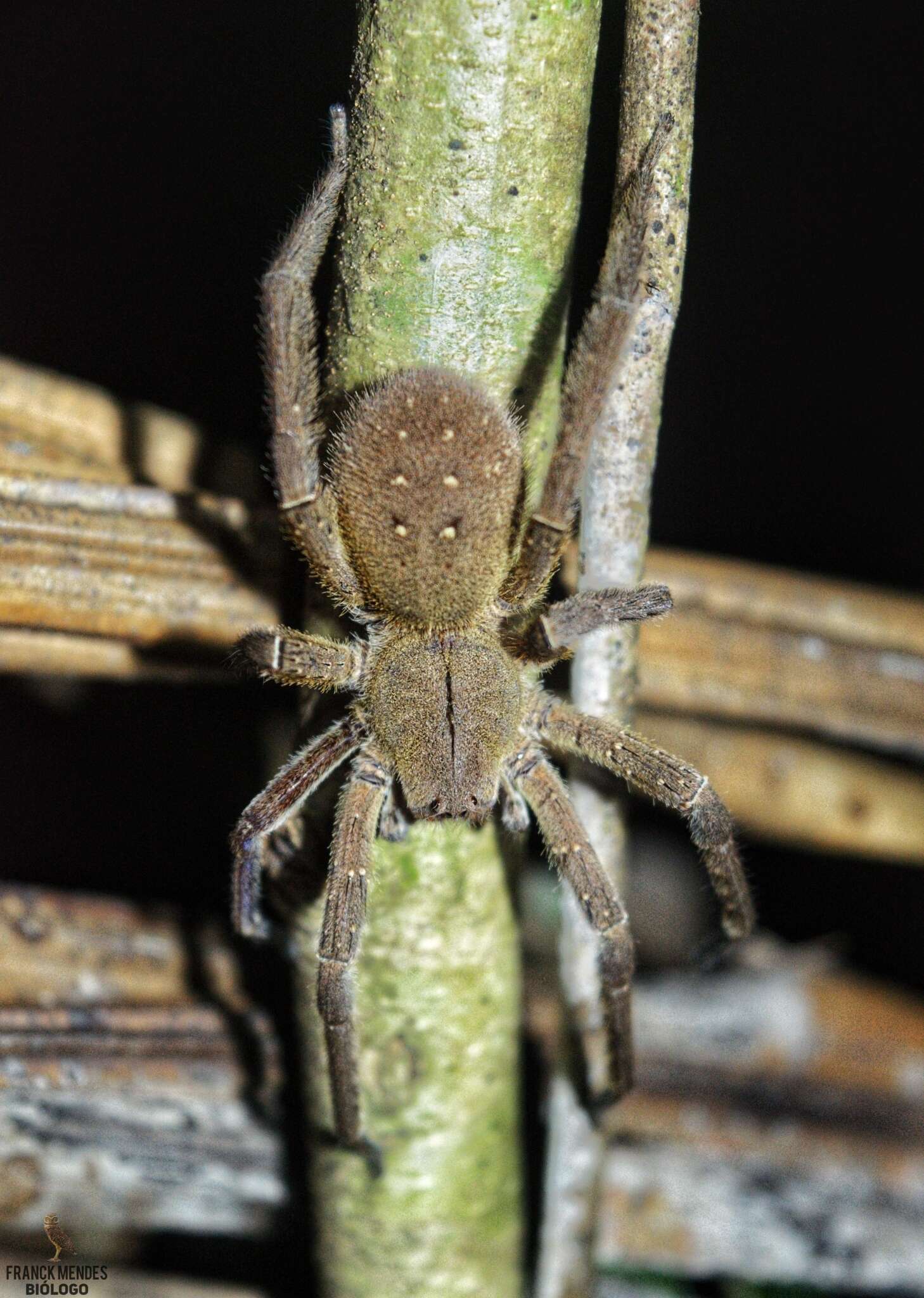 Image of Phoneutria reidyi (F. O. Pickard-Cambridge 1897)