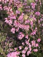 Image of Erica australis L.