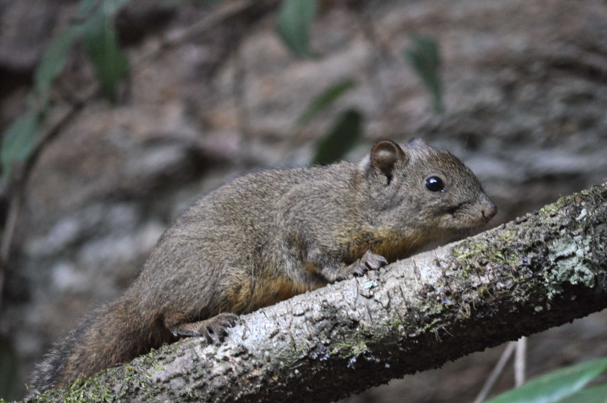 Image of Orange-bellied Himalayan Squirrel