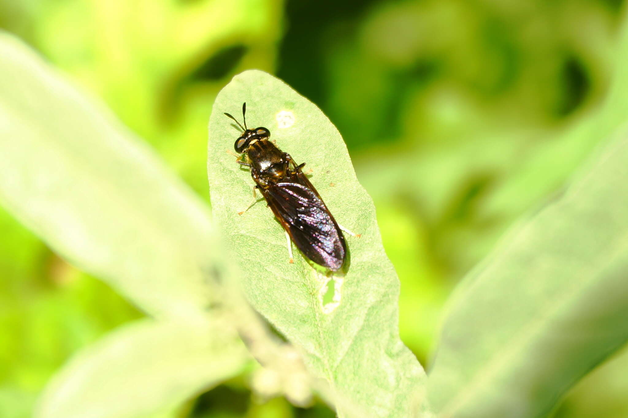 Image of Hermetia lativentris Bellardi 1859