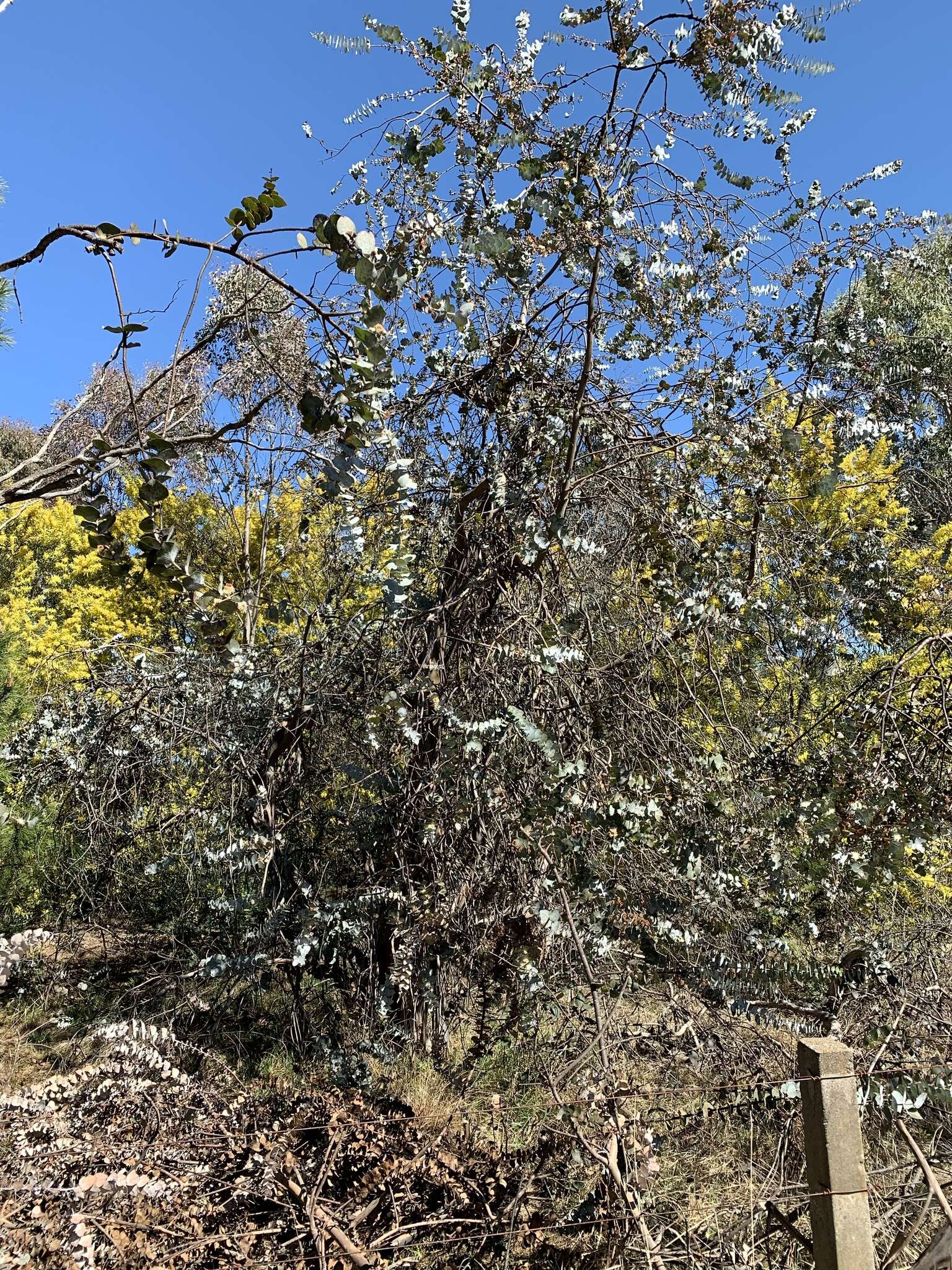 Image of Silver-leaved Mountain Gum