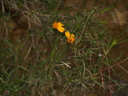 Image of Zinnia juniperifolia (DC.) A. Gray