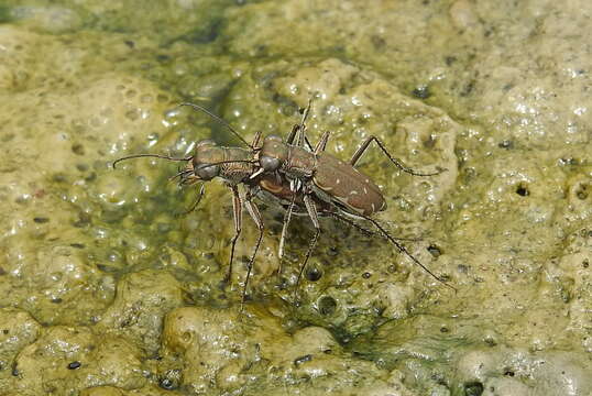 Image of Myriochila (Myriochila) melancholica (Fabricius 1798)