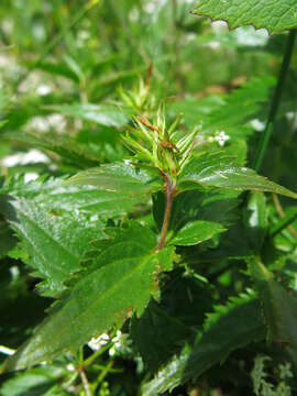 Imagem de Paederota lutea Scop.