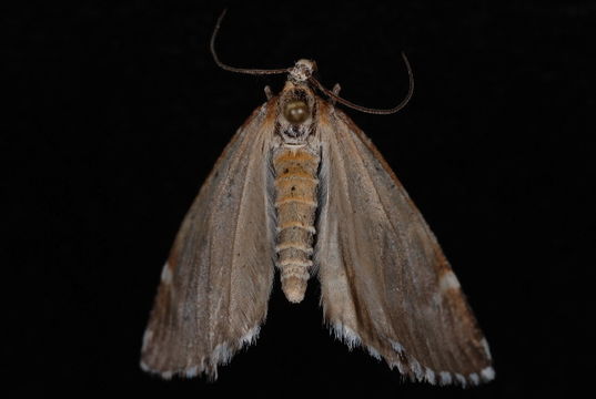 Image of <i>Stamnodes marmorata</i> Packard 1896