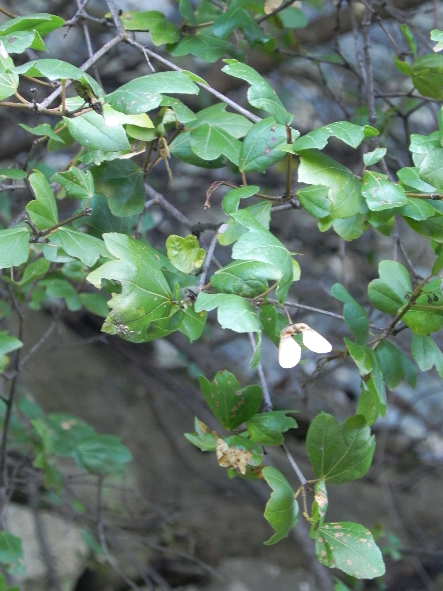 Imagem de Acer sempervirens L.