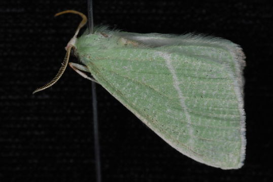 Image of <i>Chlorosea nevadaria</i> Packard 1873