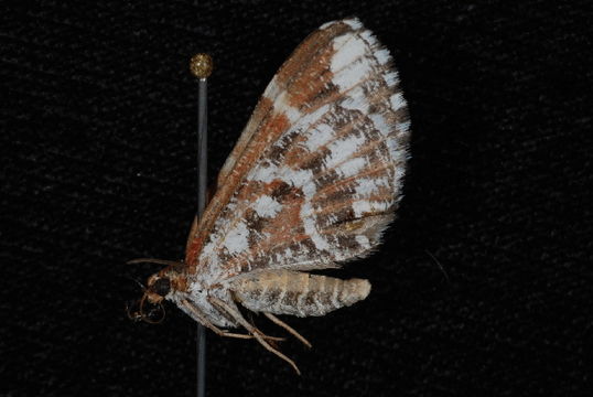 Image of <i>Stamnodes marmorata</i> Packard 1896
