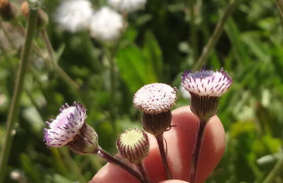 Image of <i>Senecio <i>polyodon</i></i> var. polyodon