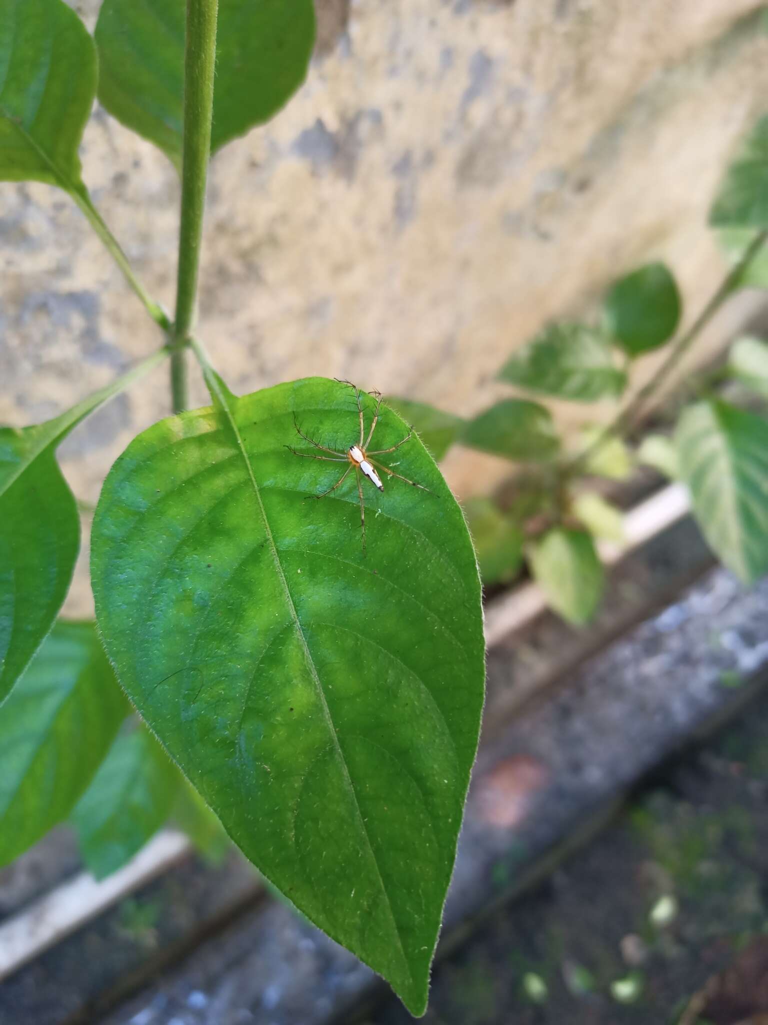 Image of Oxyopes shweta Tikader 1970