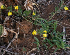 Image of Porcupine-root