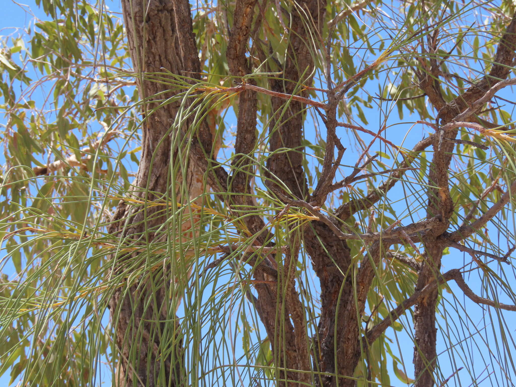 Image de Hakea chordophylla F. Müll.