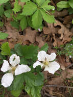 Sivun Rubus trivialis Michx. kuva