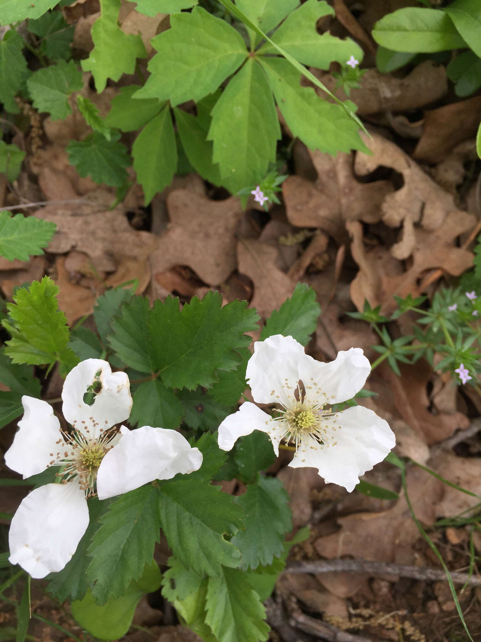 Sivun Rubus trivialis Michx. kuva