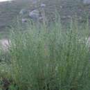 Plancia ëd Artemisia obtusiloba subsp. subviscosa (Turcz. ex Bess.) I. M. Krasnoborov