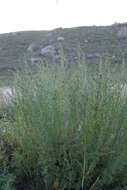 Image of Artemisia obtusiloba subsp. subviscosa (Turcz. ex Bess.) I. M. Krasnoborov