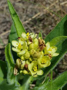 Image of Jatropha zeyheri Sond.